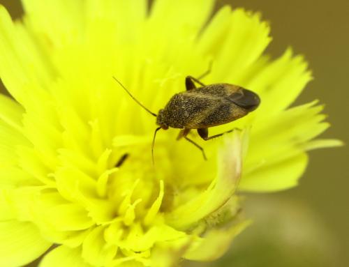 Réf. 286 291 : Lepidargyrus ancorifer